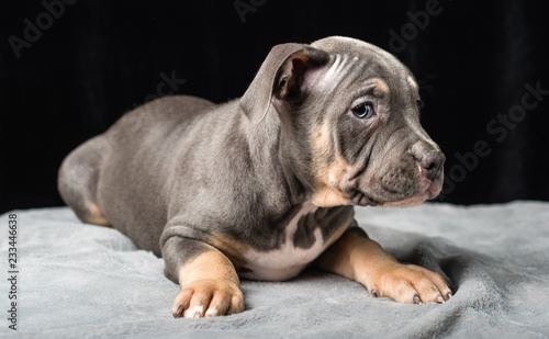 Puppy of American Bully breed on a black background