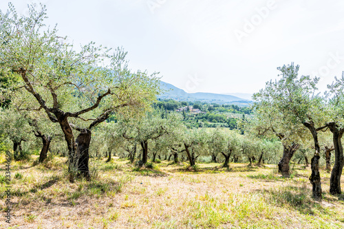 Olive trees in orchard  garden on hills  mountains in town of Assisi  Umbria  Italy at San Damiano monestary with landscape view on farm fields