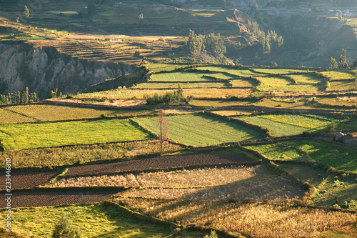 Beautiful Agricultural Fields in the Morning Sunlight, Colca Canyon or Valle del Colca in Arequipa Region of Peru 