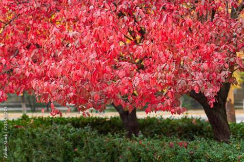 beautiful red plum trees in the autumn season