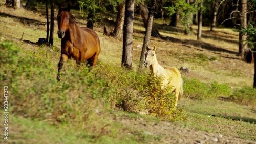 Galloping horses in Roundup on Wilderness Cowboy Dude Ranch America photo