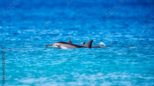 Delfine vor Oahus Westküste, Hawaii photo