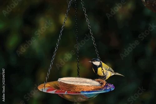 Great-tit, parus major, feeding from a coconut half suspended in a colourful glass bowl, hanging from a bird feeder.