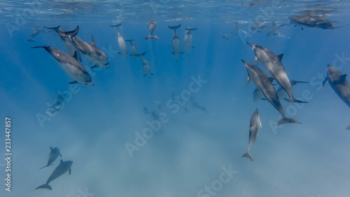 Delfine vor Oahus Westküste, Hawaii photo
