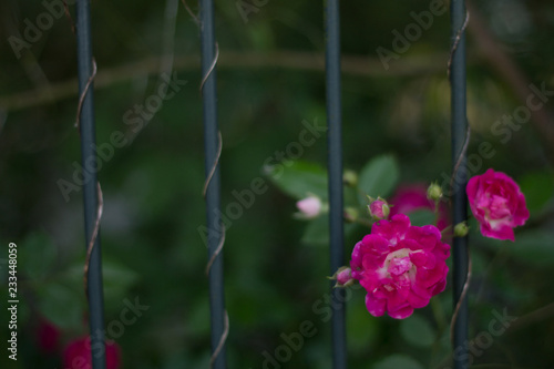 Beautiful roses and flowers on the summer green leaves warm weather