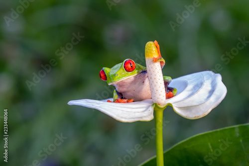 Red-eyed Tree Frog, Agalychnis callidryas, sitting on the green leave in tropical forest in Costa Rica. photo