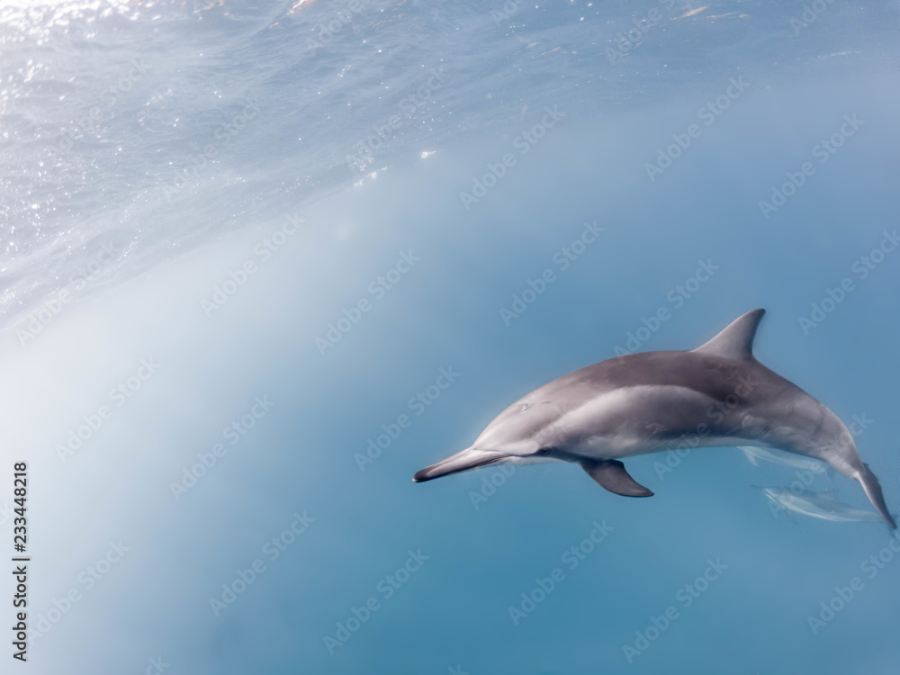 Spinnerdelfin Spinnerdelfin