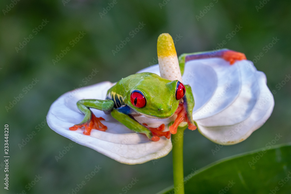 Naklejka premium Red-eyed Tree Frog, Agalychnis callidryas, sitting on the green leave in tropical forest in Costa Rica.