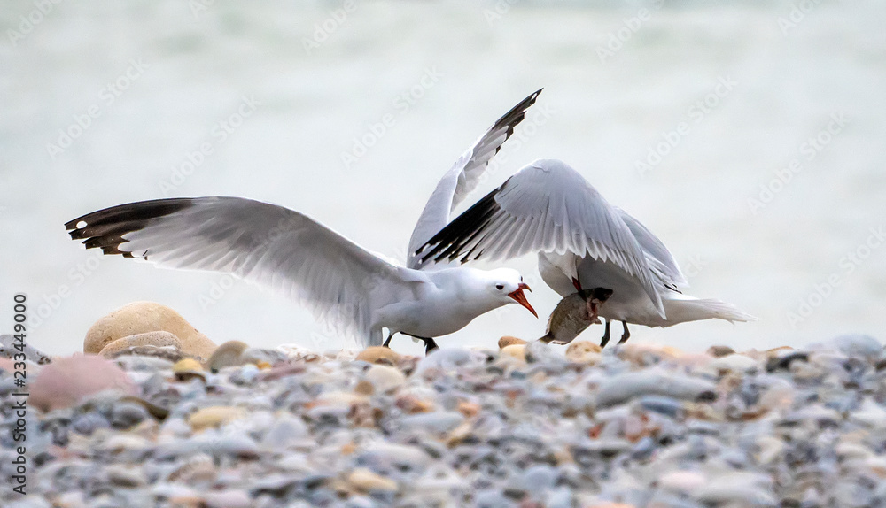 Fototapeta premium seagulls fighting over a fish