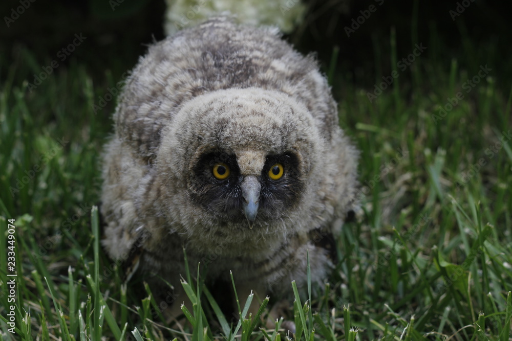 Obraz premium Little owl owl (Asio otus) sits on the grass. Close-up. Fluffy with big eyes.