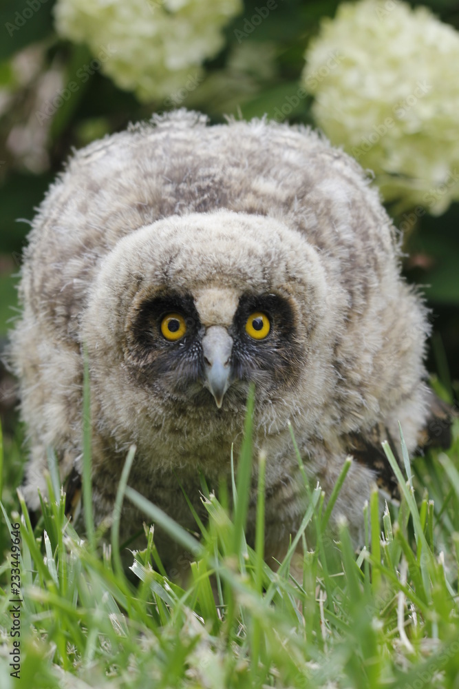 Obraz premium Little owl owl (Asio otus) sits on the grass. Close-up. Fluffy with big eyes.