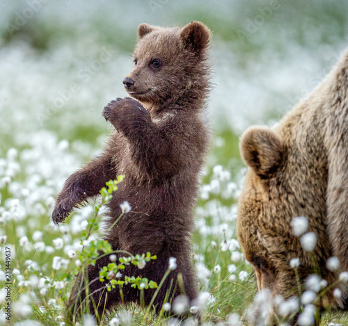 She-bear and cub. Brown bear cub stands on its hind legs in the summer forest among white flowers. Scientific name: Ursus arctos. Natural Background. Natural habitat. Summer season.