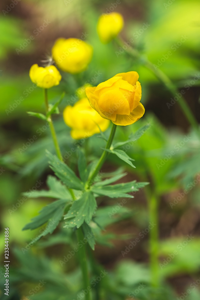 Beautiful bright yellow flowers Trollius bloom in spring. Beautiful bright yellow flowers Trollius bloom in spring.