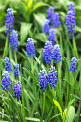 The beautiful blue flowers of Muscari are blooming in spring.