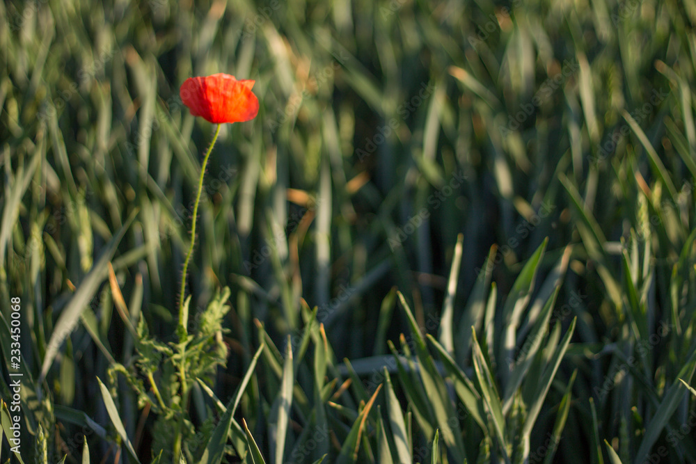 Beautiful nature of Austria wonderful landskape river, mountains, waterfall, forests