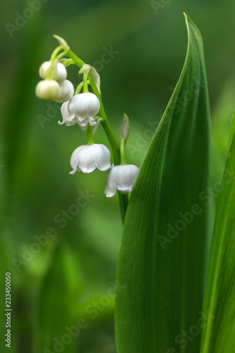 Spring white lilies of the valley on a blurred background