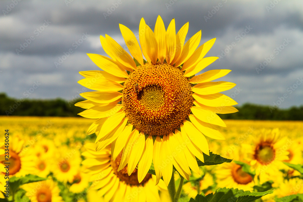 Sunflower and bee