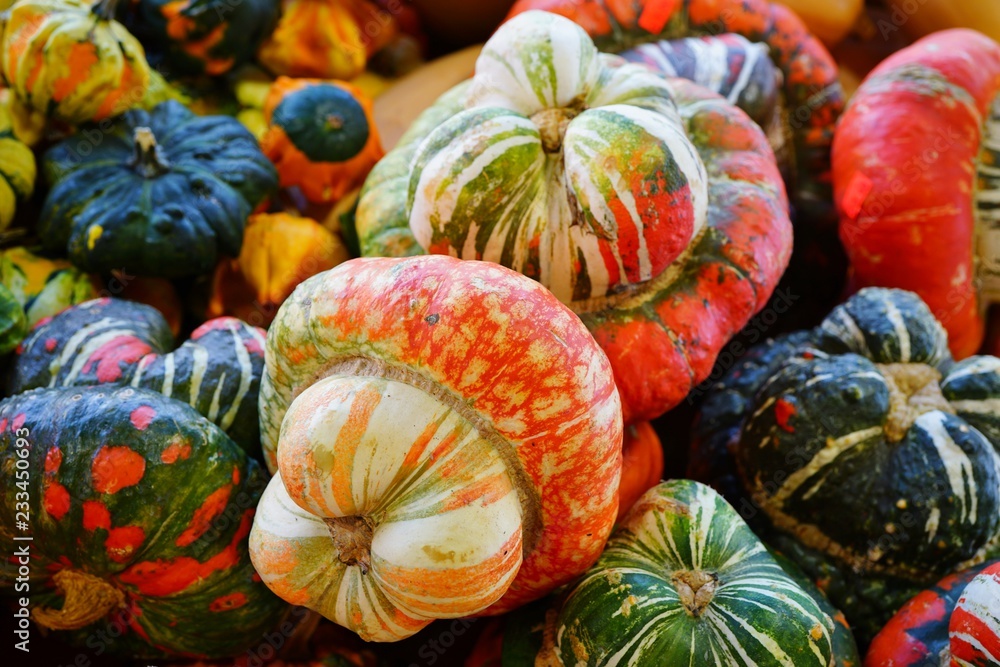 Basket of orange, white and green turban Turk squash in the fall
