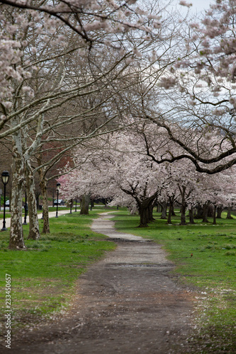 blossoming trees in spring on trail