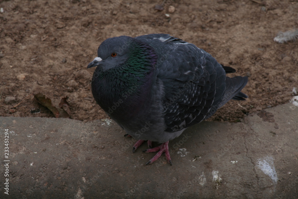 Obraz premium The feeling chilly pigeon