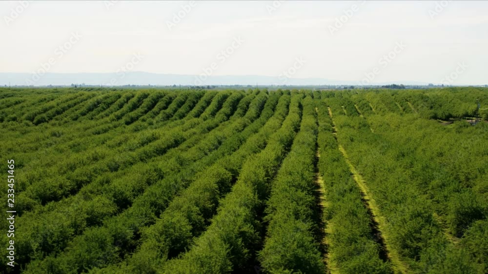 Aerial of trees crops grown organically Central Valley Aerial of trees crops grown organically Central Valley
