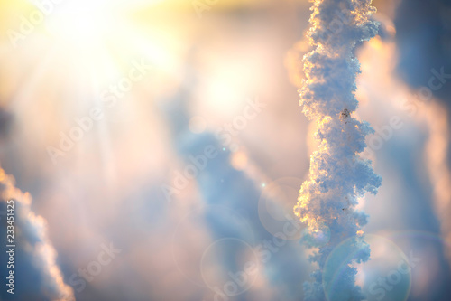 Frost and ice crystals on dried plant and snow surface lit by the setting sun.