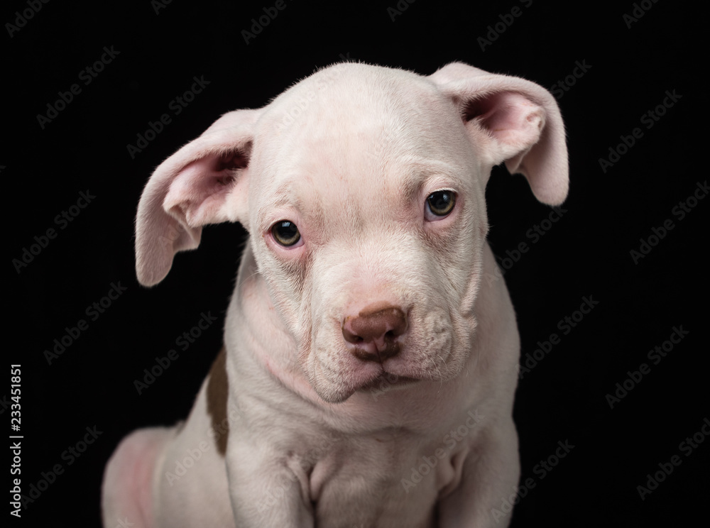 Puppy of American Bully breed on a black background Puppy of American Bully breed on a black background