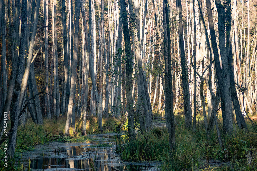Sumpf mit Bäumen im Wasser in Birkenwerder