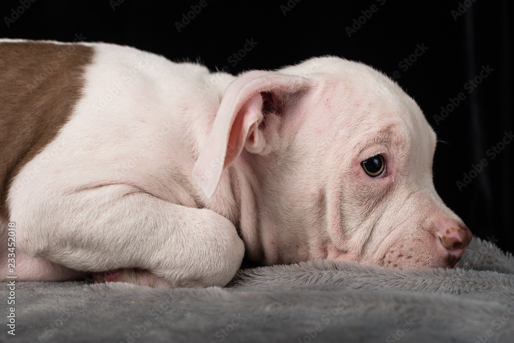 Puppy of American Bully breed on a black background