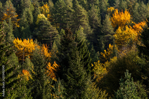 autumn forest in orange and green