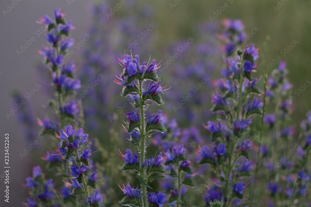 Obraz premium field with purple flowers in the sunset in the summer