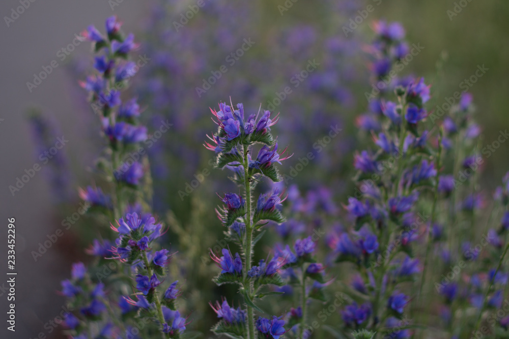 Obraz premium field with purple flowers in the sunset in the summer