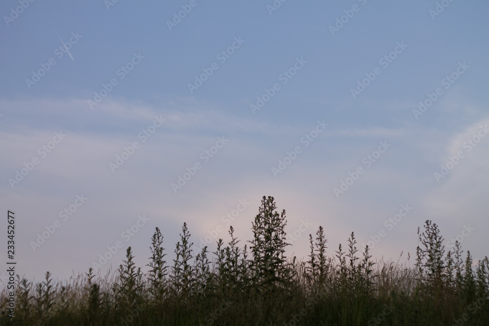 blue sky and grass on its background blue sky and grass on its background