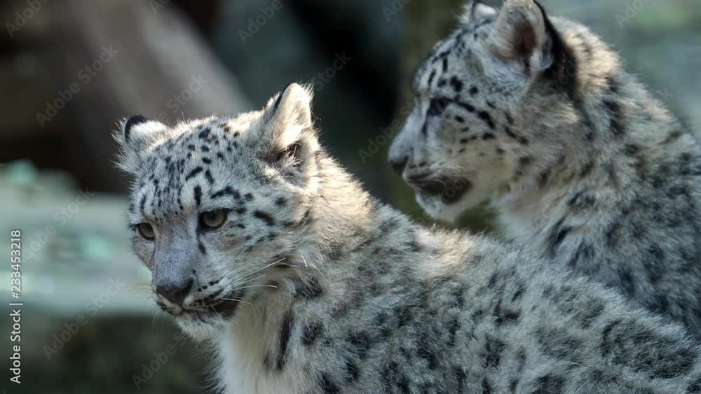 Kitten of snow leopard - Irbis (Panthera uncia) watches the neighborhood. Kitten of snow leopard - Irbis (Panthera uncia) watches the neighborhood.