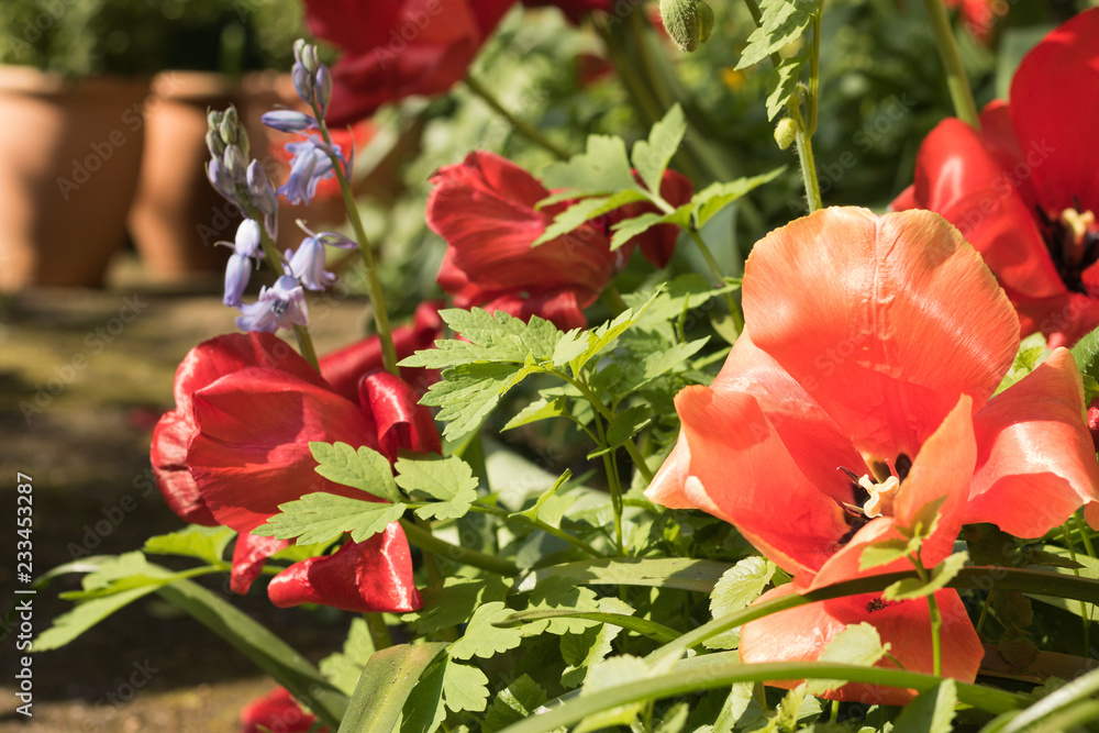 Obraz premium Bright red tulips bloom beautifully in a garden in a sunny day. Concept: gardening.