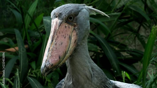 A shoebill (Balaeniceps rex) stork standing surrounded by plants. 
