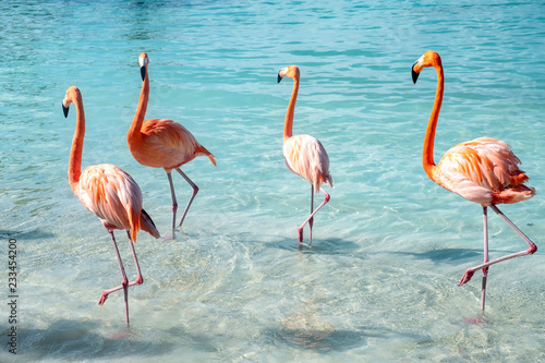 Wild Pink Flamingos on a Caribbean Beach photo