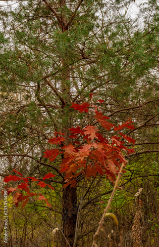 Oak s Fall Color Bursts In Front of Evergreen