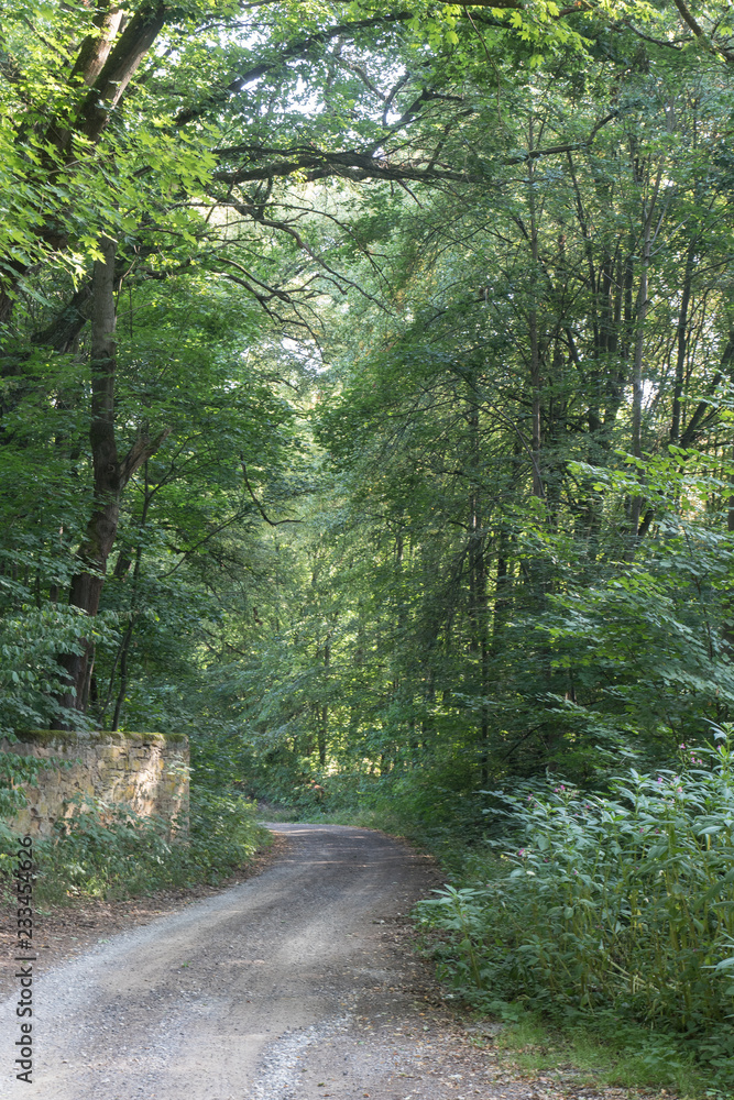 Fototapeta premium pathway trough the forest