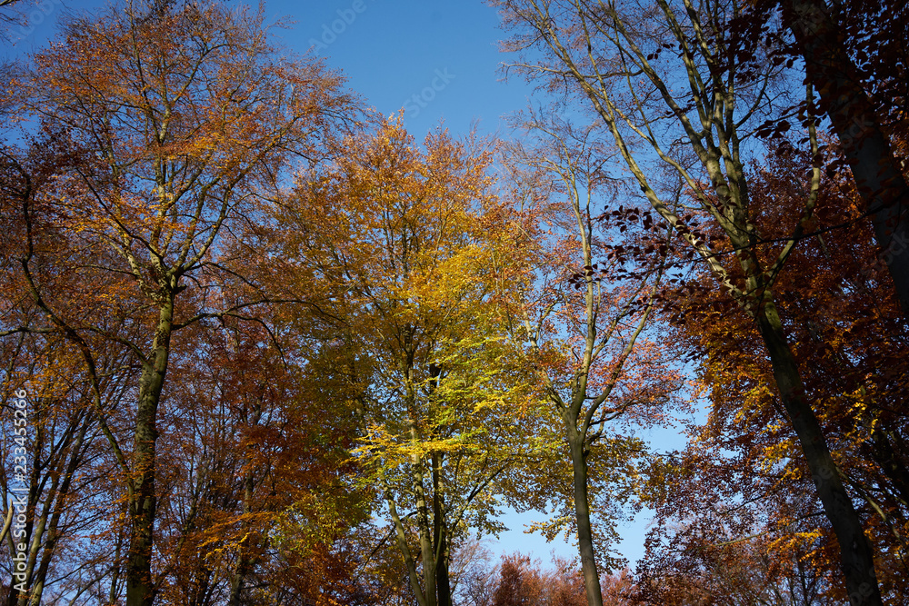 Wald goldener Herbst