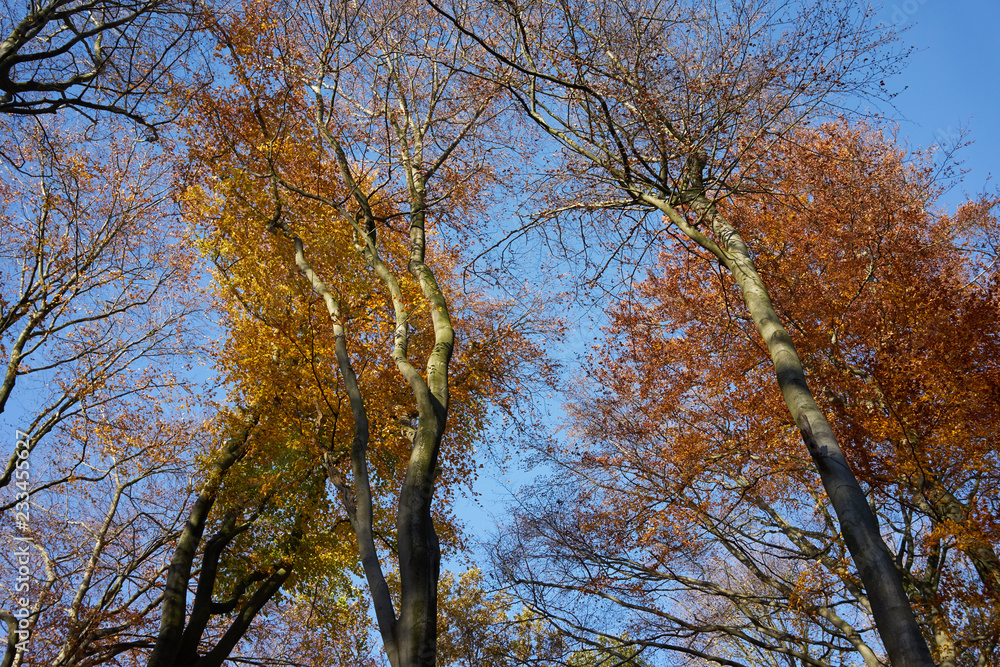 Fototapeta premium Wald goldener Herbst
