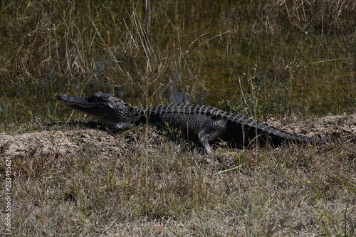 Alligator, Florida, Everglades © Elena