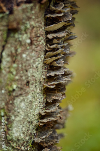 Mushroom colony on a tree