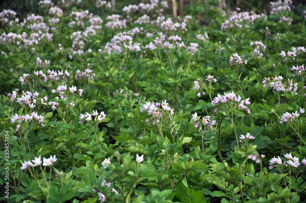 In the field bloom potatoes In the field bloom potatoes