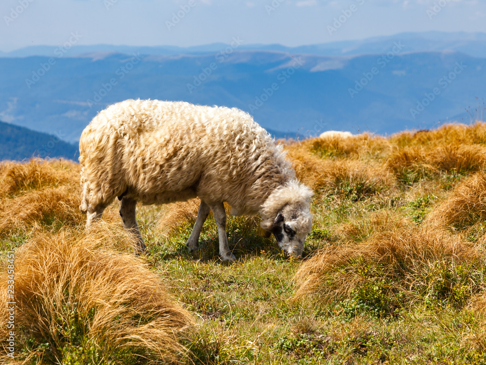 Alone white sheep grazing in the mountains Alone white sheep grazing in the mountains