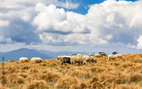 Beautiful mountain landscape with grazing sheep