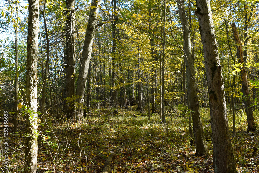 Autumn Fall Season of Brightly Colored Leaves on Forest Path and Blue Sky Thanksgiving Halloween Autumn Fall Season of Brightly Colored Leaves on Forest Path and Blue Sky Thanksgiving Halloween