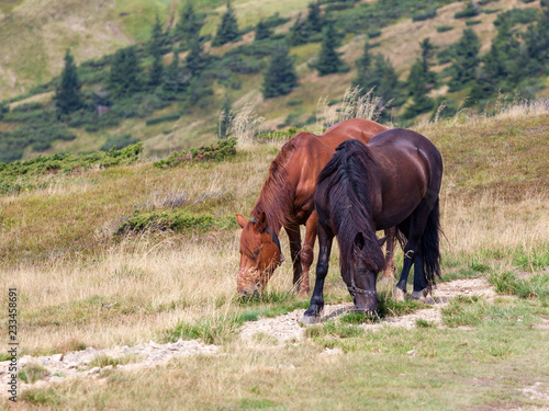 Fototapeta Naklejka Na Ścianę i Meble -  Horses in the mountains