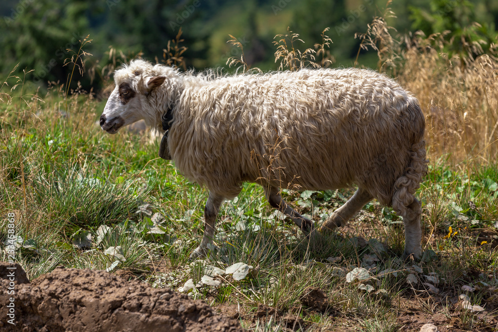 Obraz premium Grazing sheep