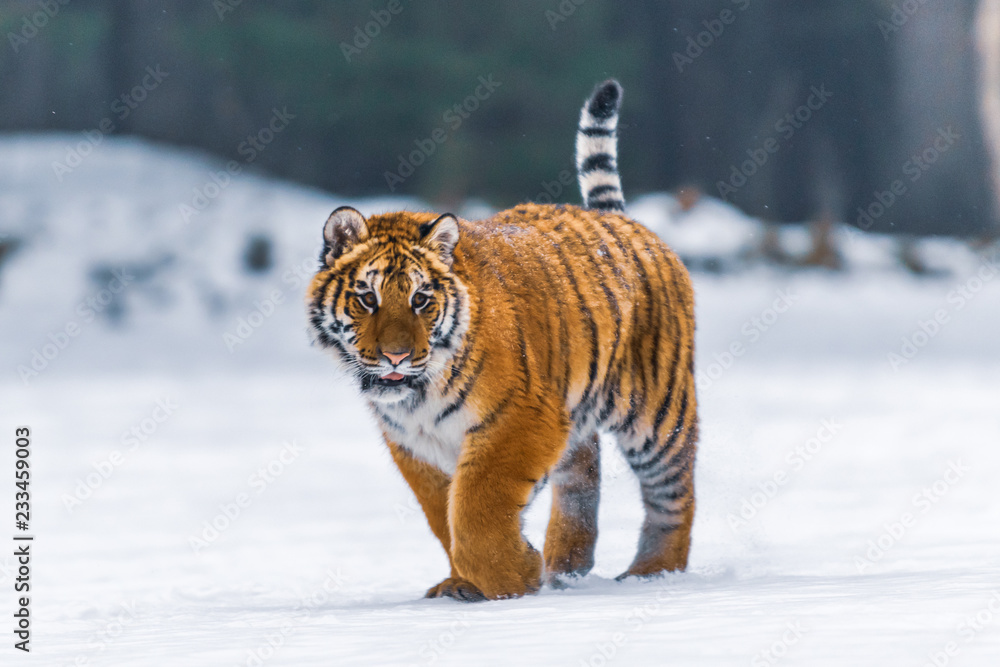 Obraz premium Siberian Tiger in the snow (Panthera tigris)